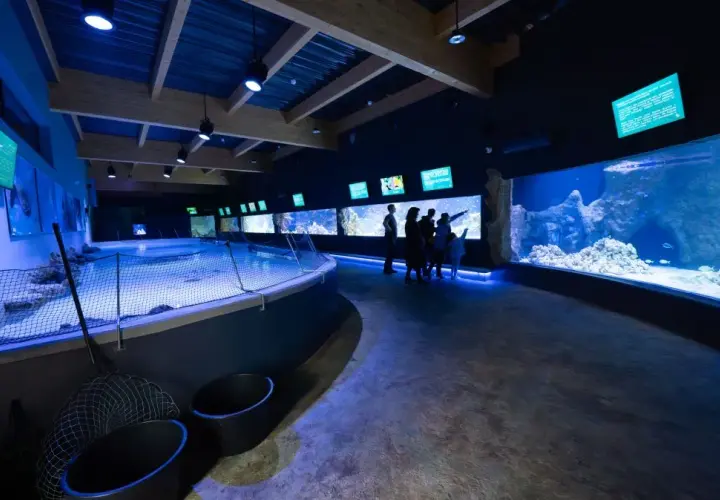 Oceanarium Opole - odkryj niesamowity świat morskich stworzeń