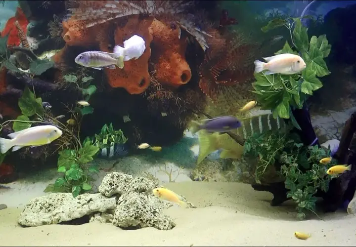 Oceanarium Łeba opinie - co mówią odwiedzający o tej atrakcji?