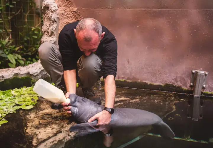 Opiekun karmi manata butelką. Praca w zoo, choć wymagająca, daje satysfakcję.