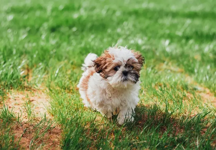 Uroczy szczeniak Shih Tzu na trawie. Czy psy mogą jeść słodycze? Zdecydowanie nie, ale ten maluch wygląda, jakby marzył o smakołykach.