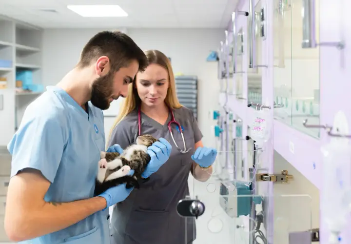 Weterynarze w przychodni weterynaryjnej Vetamicor troskliwie badają małego kotka.