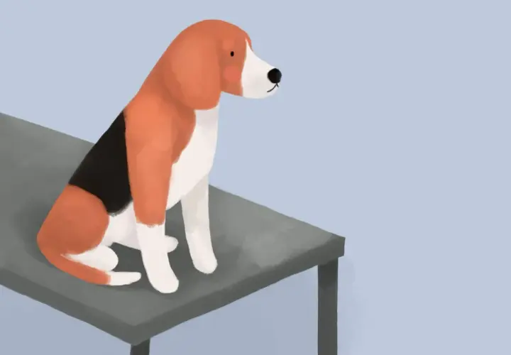 Trójkolorowy beagle siedzi na stole, czekając na wizytę u weterynarza.