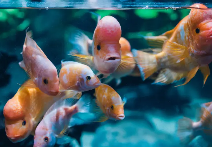 Oceanarium Gdynia - Fascynujący świat podwodnych stworzeń i atrakcji