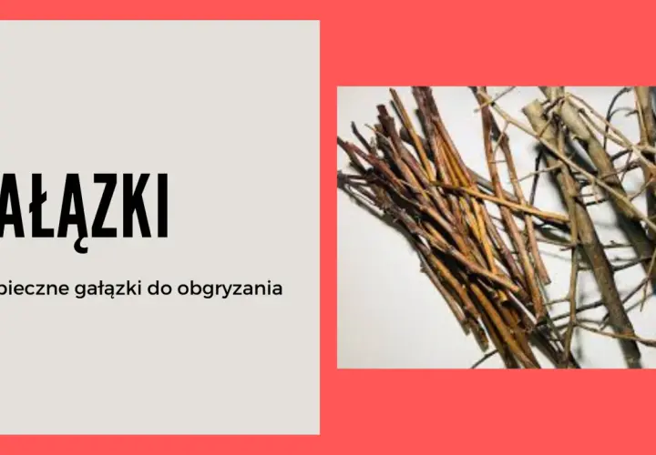Gałązki brzozy to bezpieczny przysmak dla królika, który uwielbia je gryźć.
