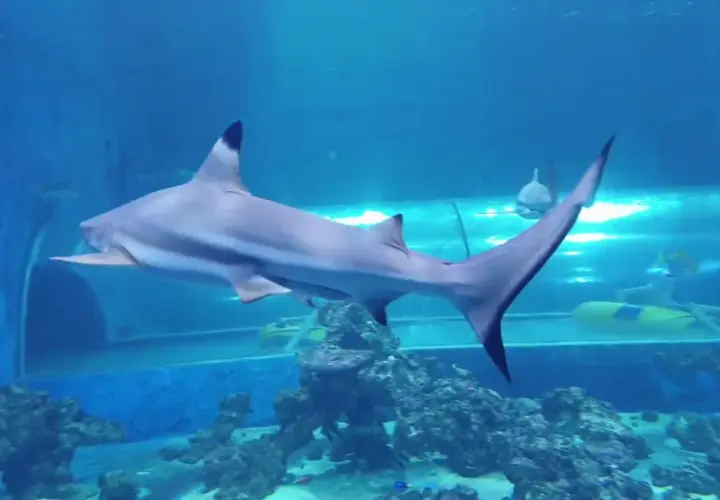 Oceanarium Reda - Niezapomniane przeżycia z rekinami i atrakcjami
