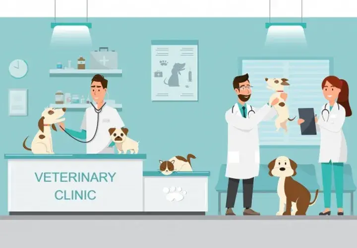 Czy weterynarz to doktor? Poznaj różnice i tytuły w weterynarii
