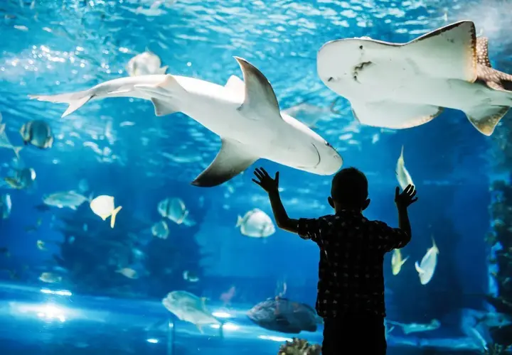 Najlepsze oceanaria w Hiszpanii: co warto zobaczyć i przeżyć