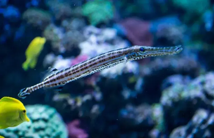 Największe oceanarium nad morzem - odkryj fascynujący świat podwodny