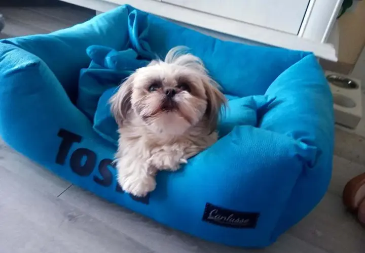 Jakie legowisko dla shih tzu wybrać, aby zapewnić mu komfort?