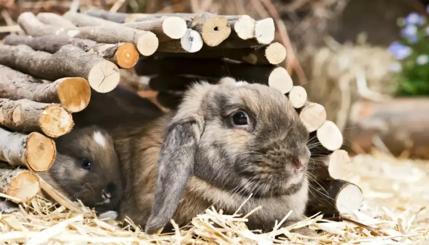 Dwa króliki, jeden większy, drugi mniejszy, przytulają się pod drewnianym tunelem. To dowód, że króliki mogą być razem w klatce, jeśli są odpowiednio dobrane.
