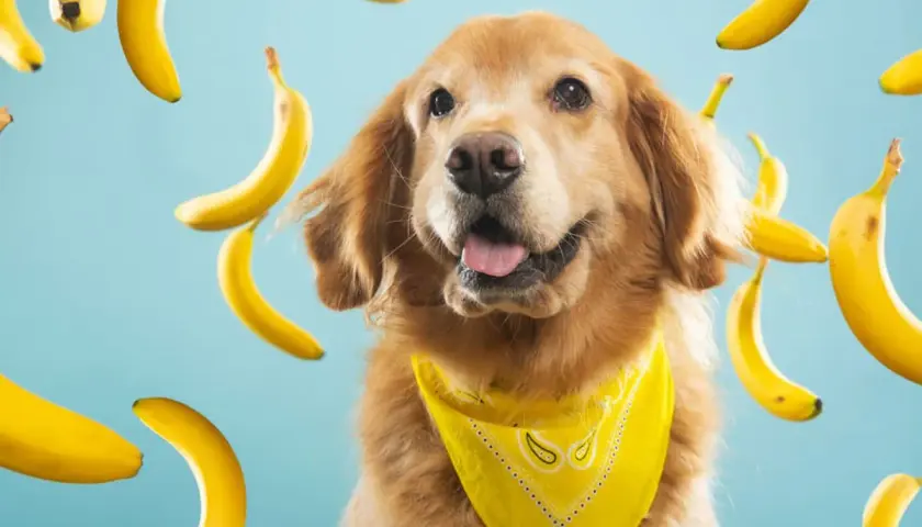 Złoty retriever w żółtej bandanie otoczony przez spadające banany. Czy maltipoo może jeść banany? Ten piesek wygląda, jakby wiedział!