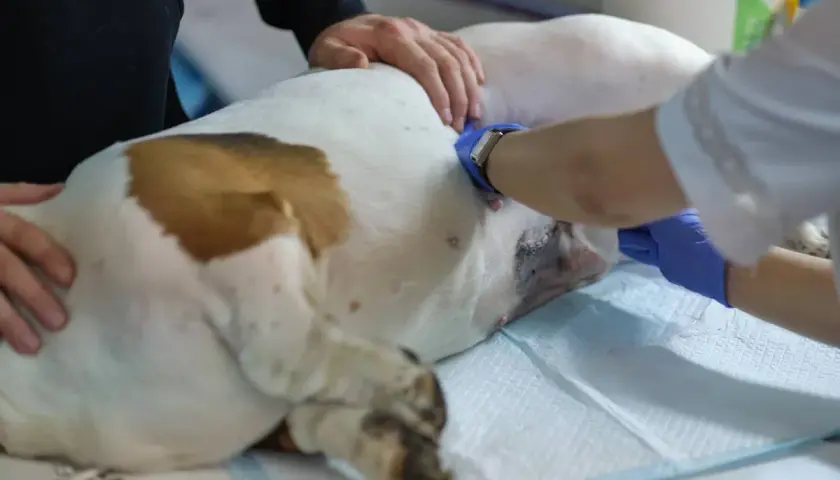 Pies po sterylizacji leży na stole, weterynarz w niebieskich rękawiczkach zajmuje się jego raną pooperacyjną.