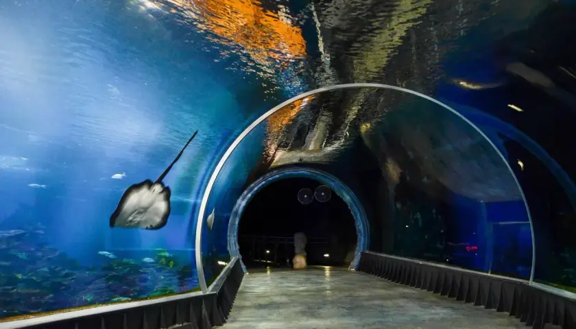 Podwodny tunel w największym oceanarium w Polsce. Płaszczka pływa obok, a w oddali widać ciemność.