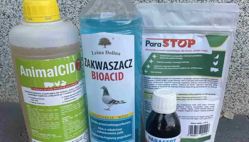 Kiedy odrobaczać gołębie, aby uniknąć problemów zdrowotnych?