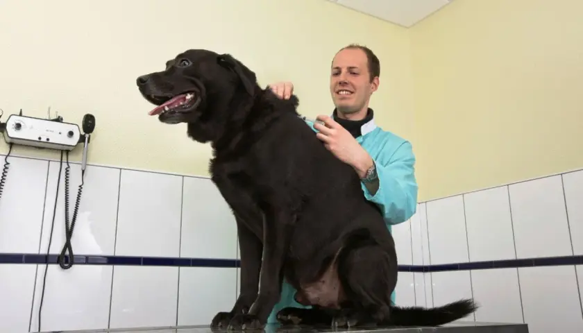 Asystent weterynarza podaje zastrzyk czarnemu psu. Ciekawe, ile zarabia asystent weterynarza za taką pracę.