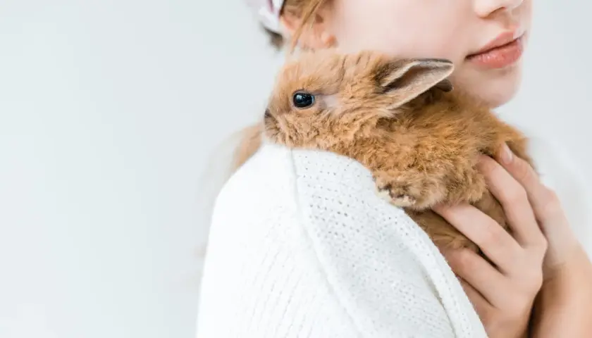 Delikatny króliczek wtulony w biały sweter, pokazuje, jak królik okazuje miłość.