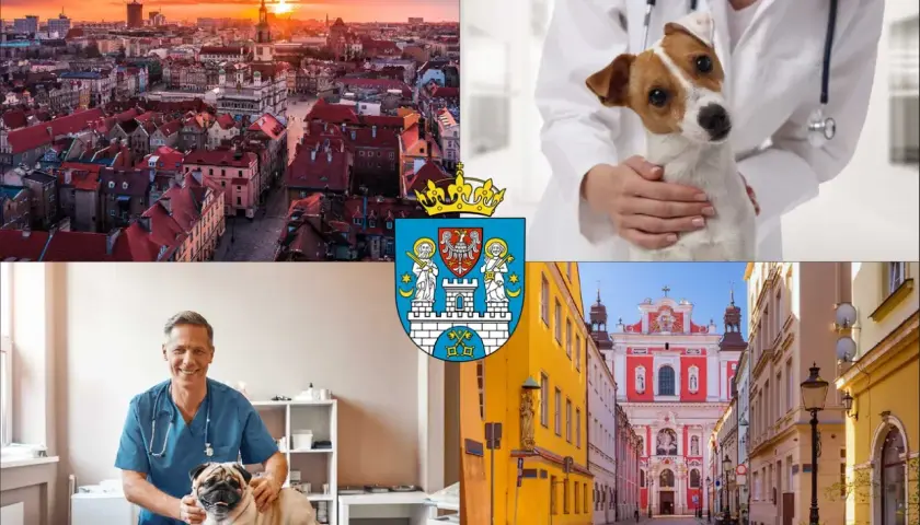 Poznań: widok miasta, weterynarz z psem, herb i urokliwa uliczka. Dowiedz się, ile kosztuje weterynarz dla psa.