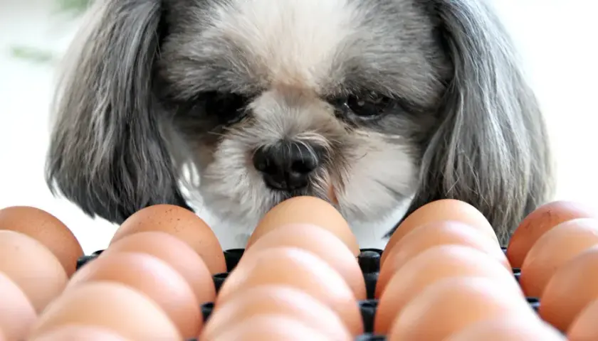 Shih tzu zastanawia się, czy jajko jest zdrowe dla psa. W tle widać rząd brązowych jajek.