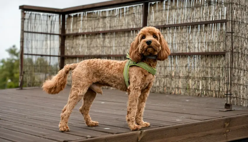 Uroczy pies rasy maltipoo w zielonej obroży stoi na drewnianym tarasie.