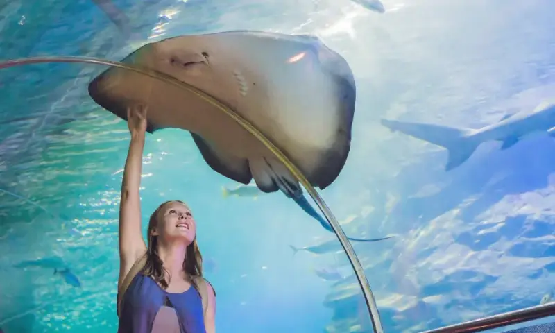 Największe oceanarium w Polsce: co warto zobaczyć w Afrykarium
