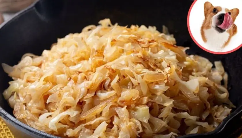 Czy pies może jeść kapustę kiszoną? Wesoły piesek z językiem na wierzchu spogląda na miskę pełną kapusty.