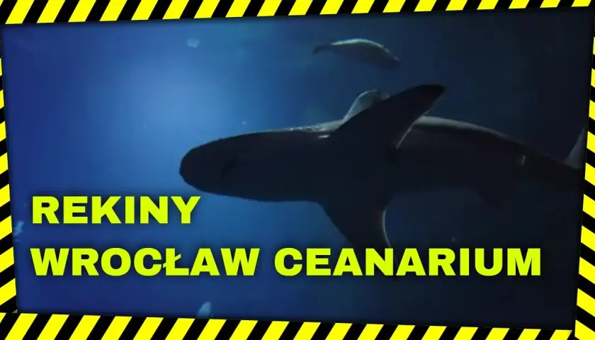 Rekiny w oceanarium Wrocław – fascynujące gatunki i ich tajemnice