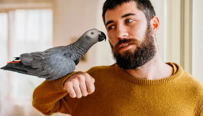 Szara papuga siedzi na ramieniu mężczyzny. Pokazuje, jak dbać o papugę, okazując jej czułość i uwagę.
