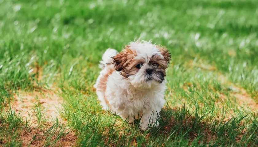 Uroczy szczeniak Shih Tzu na trawie. Zastanawiasz się, czy pies może jeść ciastka? Ten maluch wygląda, jakby marzył o smakołykach.