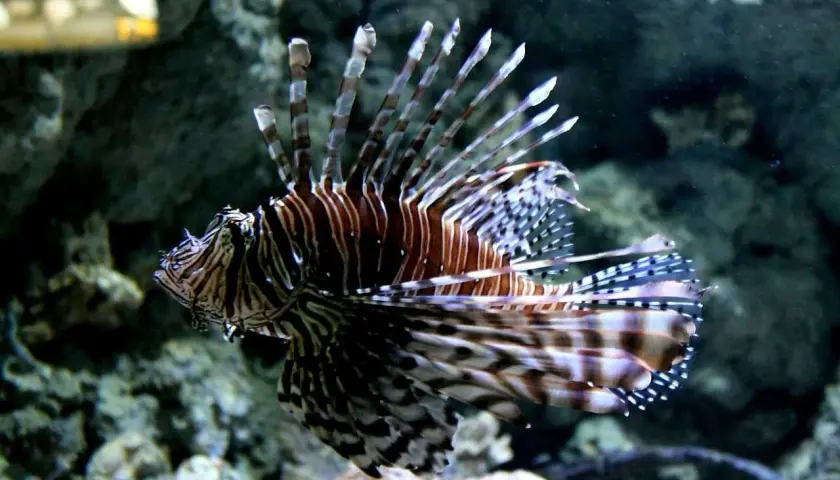 Skalnica w akwarium, która lepsze oceanarium gdańsk czy gdynia? Zobacz tę piękną rybę!