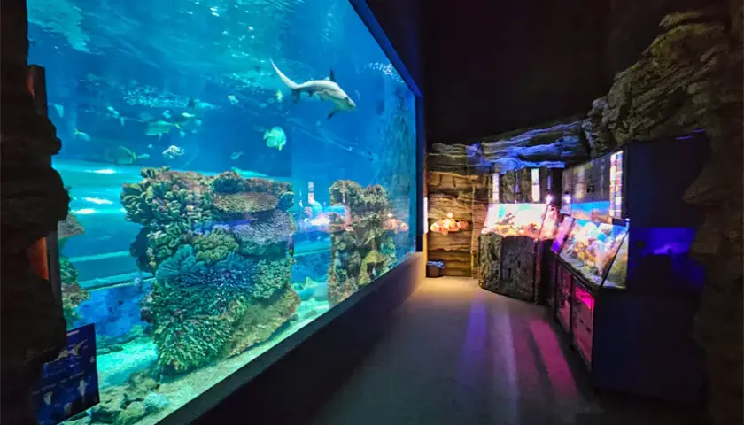 Oceanarium w Nyíregyházie – Fascynujące atrakcje i informacje dla odwiedzających