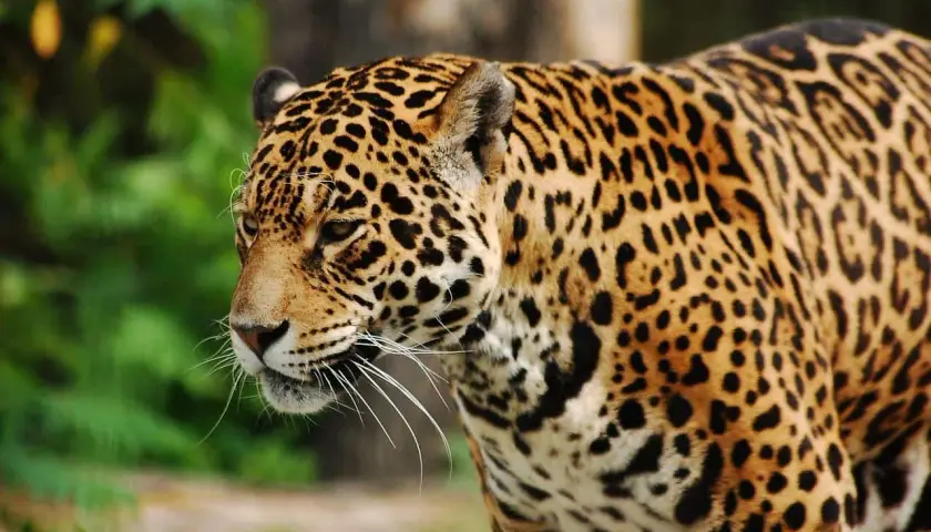 Piękny jaguar w zoo. Ciekawe, ile zarabia pracownik zoo, który się nim opiekuje.