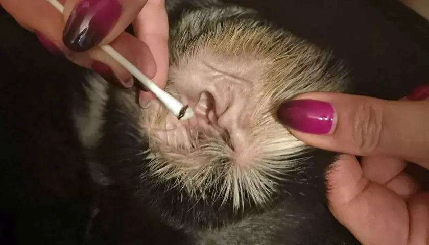 Czyszczenie ucha psa z objawami chorób uszu. Widać ciemną wydzielinę na patyczku.