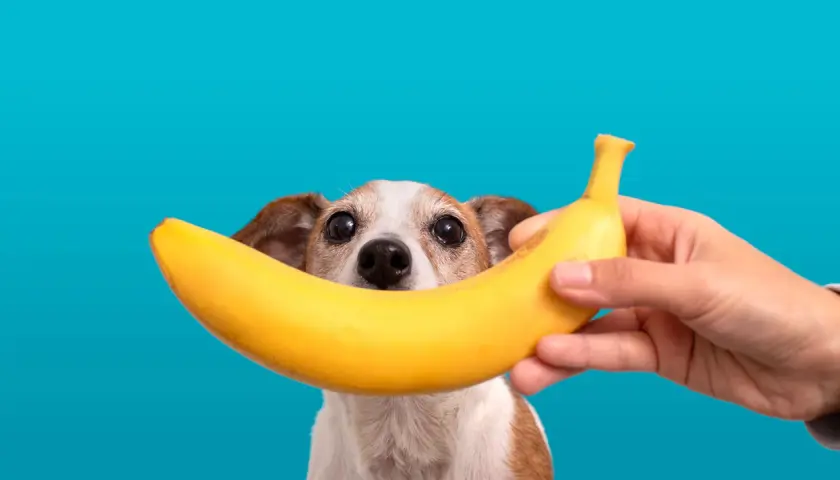 Czy psy mogą jeść banany i jabłka? Piesek z zaciekawieniem patrzy na banana trzymanego przez rękę.