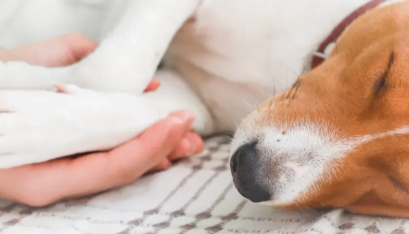 Delikatne uśpienie psa, gdy jego łapki spoczywają w dłoniach, a pyszczek jest zrelaksowany.