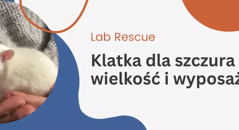 Najlepsza klatka dla szczura – uniknij najczęstszych błędów przy wyborze
