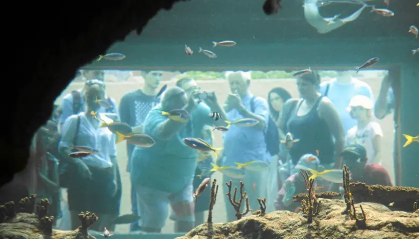 Najlepsze oceanaria w Polsce: odkryj niezwykłe morskie światy