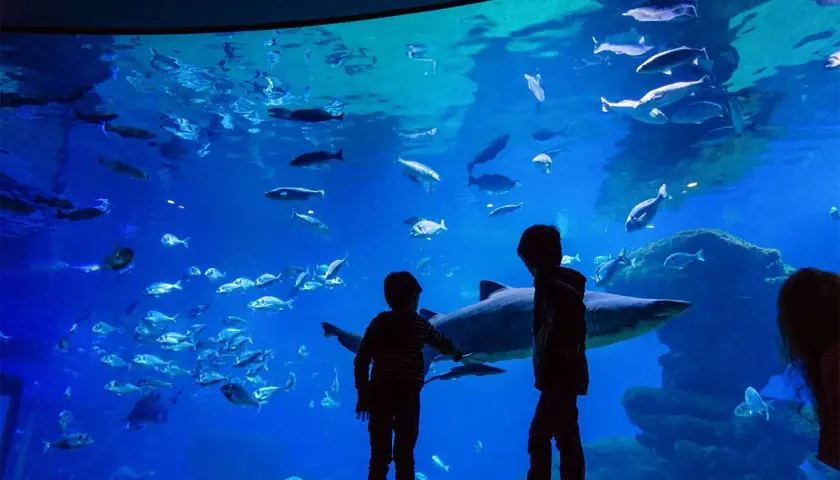 Oceanarium Majorka - fascynujące morski świat i atrakcje w Palma
