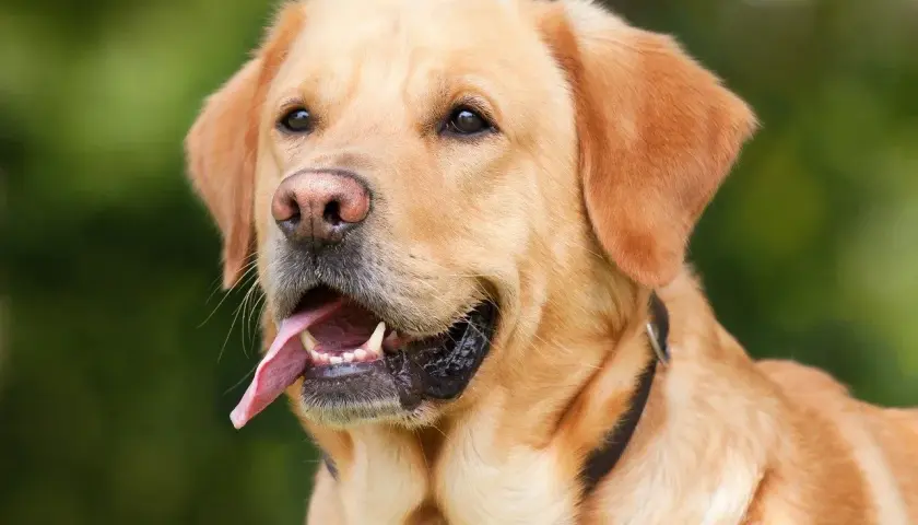 Złoty labrador z językiem na wierzchu, zastanawia się, czy psy mogą jeść jogurt naturalny.