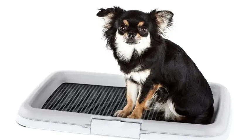 Czarny pies rasy chihuahua siedzi na kuwecie dla psa.