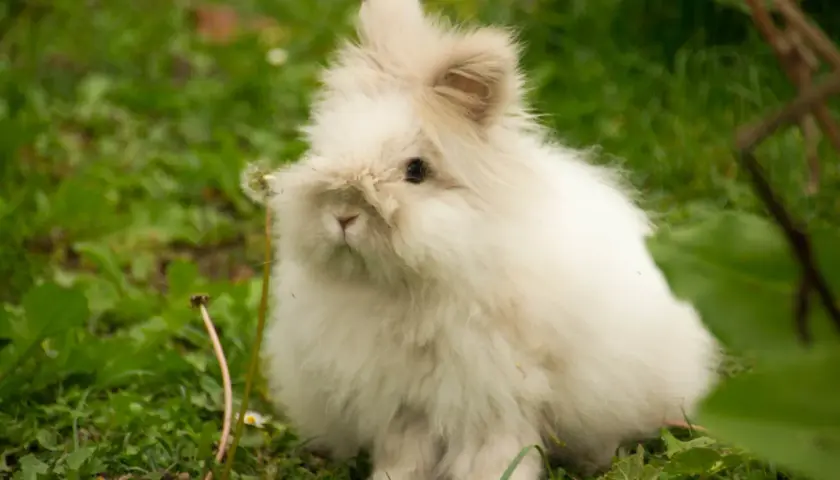 Puszysty królik angora siedzi na trawie. Zastanawiasz się, ile żyje królik angora?