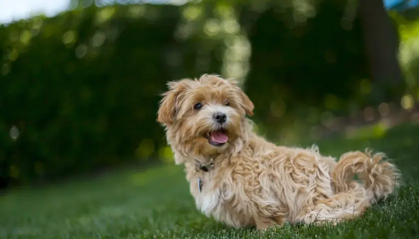 Uroczy, dorosły pies rasy maltipoo z beżowym, kręconym futerkiem leży na trawie, merdając ogonkiem.
