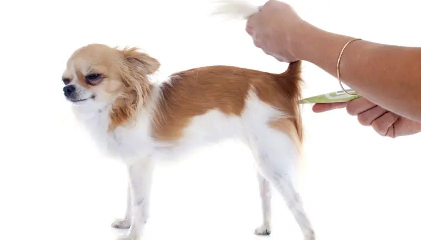 Chihuahua z podniesionym ogonem, któremu mierzy się temperatura.