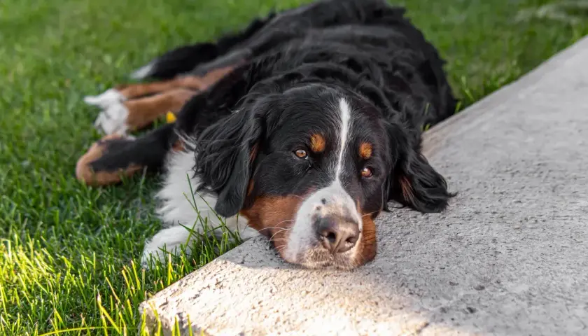 Bernese Mountain Dog leży na trawie, zastanawiając się, czy pies może jeść cukier.