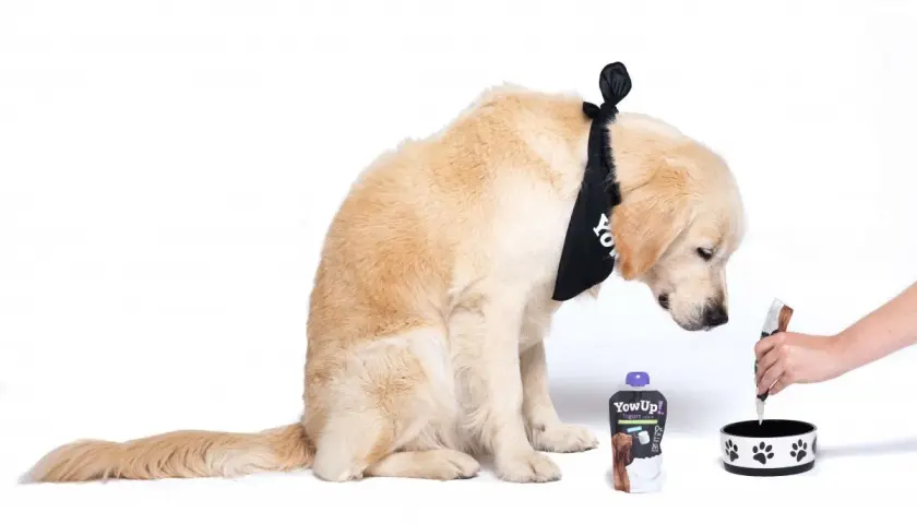 Złoty retriever w bandanie zastanawia się, czy pies może jeść jogurt naturalny bez laktozy. Obok stoi opakowanie jogurtu.
