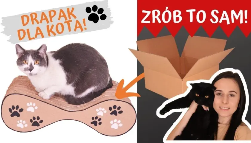 Jak zrobić legowisko dla kota z kartonu, które zachwyci Twojego pupila