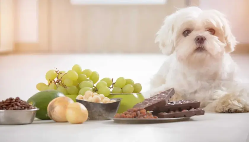 Biały piesek obok winogron, awokado, cebuli, kawy i czekolady. Czy pies może jeść ciasto? Nie, niektóre produkty są dla niego toksyczne.