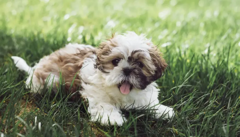 Uroczy szczeniak Shih Tzu leży na trawie. Pamiętaj, co ile odrobacza się psa, aby był zdrowy i szczęśliwy.