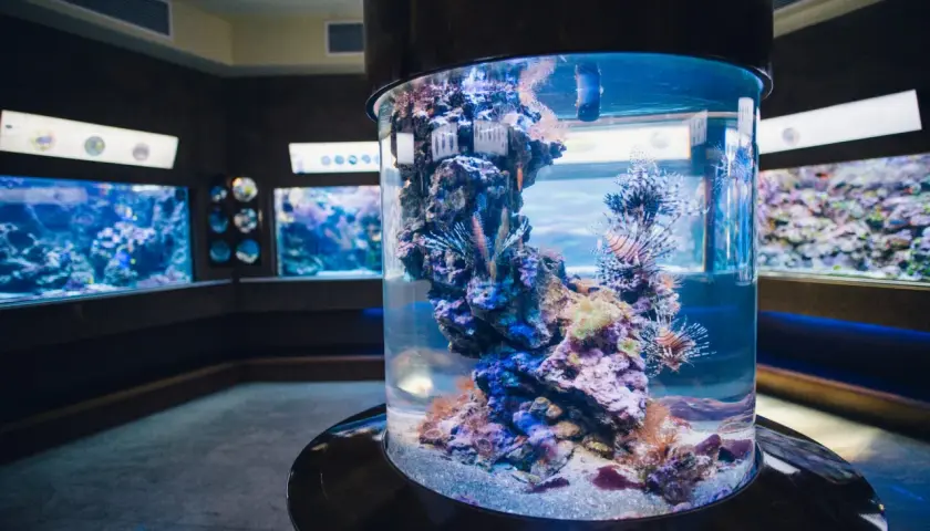 Wielka, cylindryczna akwarium z rybami skrzydlicami. W tle inne akwaria. Zastanawiasz się, ile kosztuje bilet do oceanarium w Gdyni?