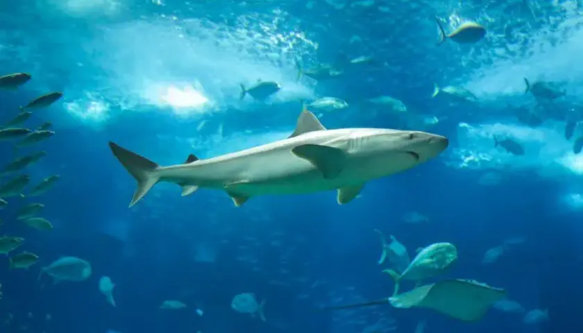 Oceanarium Ustka – Fascynujące gatunki ryb i niezapomniane atrakcje