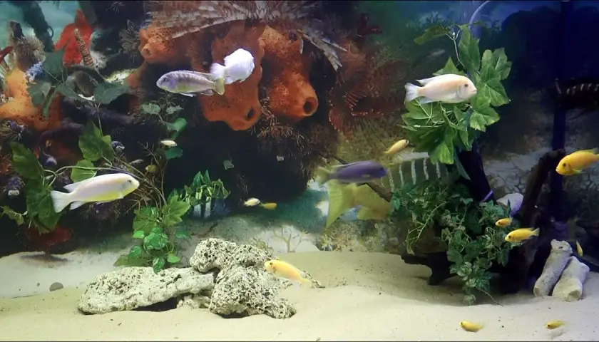 Oceanarium Łeba opinie - co mówią odwiedzający o tej atrakcji?